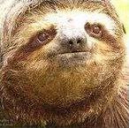 SLOTH Piece