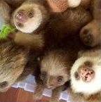 SLOTH Piece